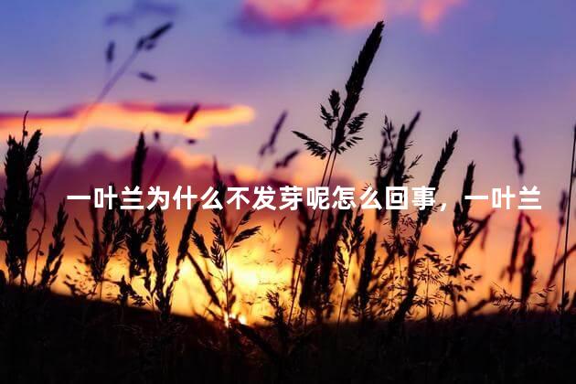 一叶兰为什么不发芽呢怎么回事，一叶兰剪掉叶子还会长叶吗