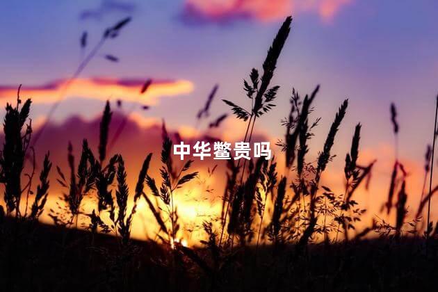 中华鳖贵吗，中华鳖贵不贵