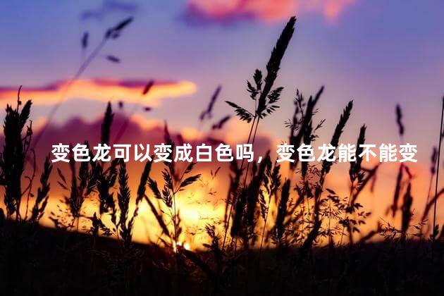 变色龙可以变成白色吗，变色龙能不能变成白色