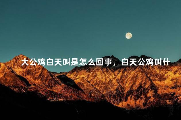 大公鸡白天叫是怎么回事，白天公鸡叫什么意思